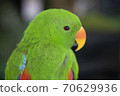 Close-Up on Eclectus Parrot 70629936