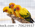 Sun Conure Parrots 70629937