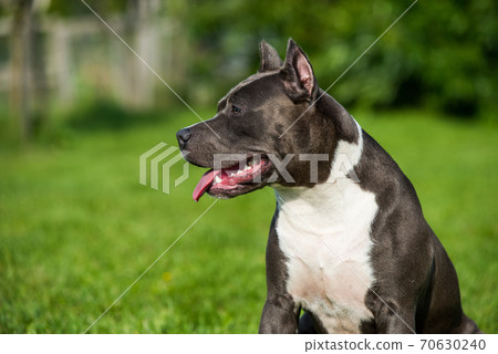 cute Blue hair American Staffordshire Terrier dog 70630240