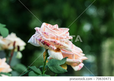 Close-up beautiful rose with soft blurred focus on green background. Pink rose on green background for Valentine Day. Close-up beautiful rose with soft blurred focus on green background. Pink rose on green background for Valentine Day. 70630471