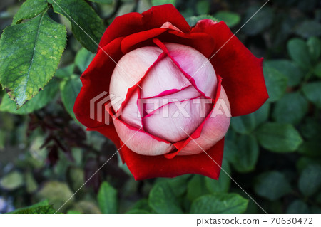 Close-up beautiful rose with soft blurred focus on green background. Red rose on green background for Valentine Day. 70630472