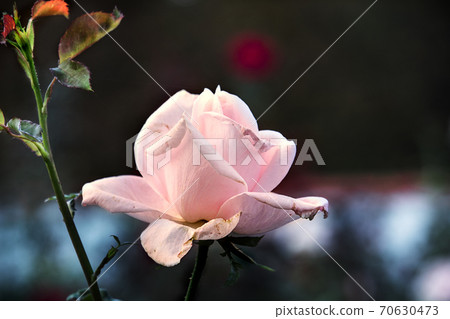 Beautiful pink rose with soft blurred focus. Pink rose on green background for Valentine Day Beautiful pink rose with soft blurred focus. Pink rose on green background for Valentine Day 70630473