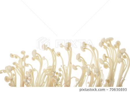 Enoki mushroom, Golden needle mushroom isolated in white background with clipping path. Top view with copy space for your text. Flat lay Enoki mushroom, Golden needle mushroom isolated in white background with clipping path. Top view with copy space for your text. Flat lay 70630893