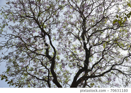 Jacaranda roadside trees with purple flowers 70631180