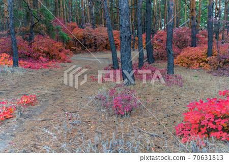 Bright autumn forest with red and orange leaves of smoke tree Bright autumn forest with red and orange leaves of smoke tree 70631813