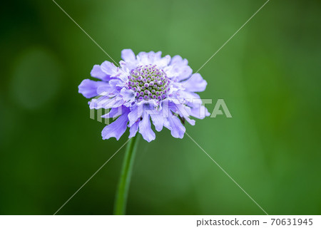 Pincushion flower blooming on the plateau Pincushion flower blooming on the plateau 70631945