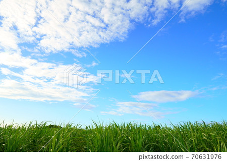Sugar cane field and blue sky (Kagoshima Prefecture Amami Islands, Okinoerabujima) 70631976