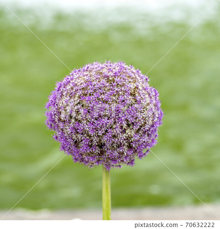 蔥屬大花 蔥屬大花 70632222