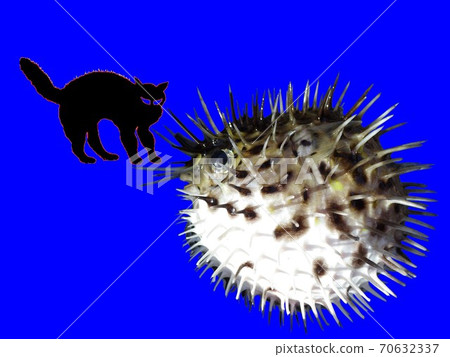 cat puffer