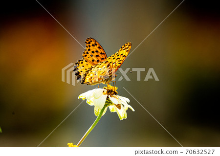 蝴蝶特寫（To木縣三步町萬寶公園） 70632527