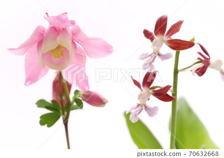 Pink Aquilegia flabella and Ebine orchid white background Pink Aquilegia flabella and Ebine orchid white background 70632668