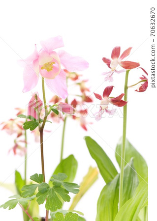 Pink Aquilegia flabella and Ebine orchid white background Pink Aquilegia flabella and Ebine orchid white background 70632670