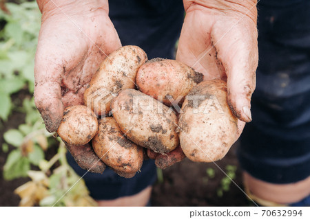 An old woman's hands hold a freshly opened potato in her hands.Grandma holds a new potato in her hands An old woman's hands hold a freshly opened potato in her hands.Grandma holds a new potato in her hands 70632994