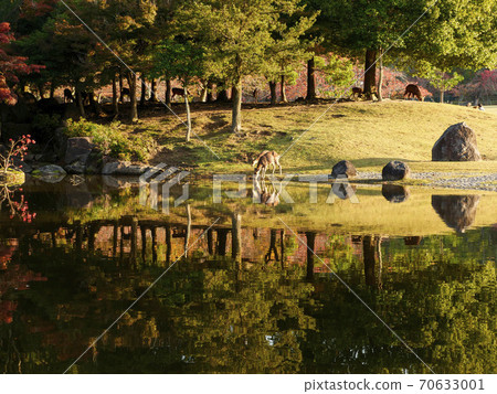 Parent and child of deer drinking water from the pond 70633001