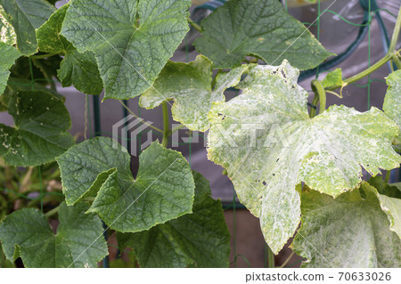 Differences between varieties of cucumber powdery mildew under natural infection (left: resistant varieties, right: susceptible varieties) 70633026