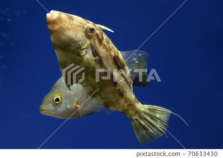Kawahagi Fugu Yosogi Snapper Himefuedai Kawahagi Fugu Yosogi Snapper Himefuedai 70633430