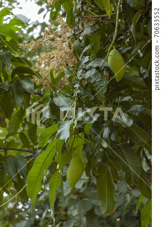 在菲律賓芒果種植區採摘的芒果樹和芒果果實 70633552