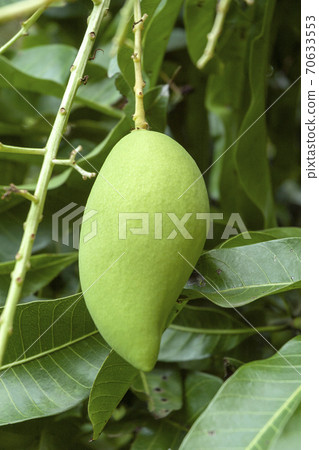 在菲律賓芒果種植區採摘的芒果樹和芒果果實 在菲律賓芒果種植區採摘的芒果樹和芒果果實 70633553