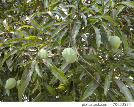 Mango trees and growing mango fruits taken in the mango cultivation area of the Philippines 70633554