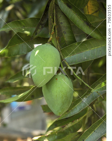 在菲律賓芒果種植區採摘的芒果樹和芒果果實 70633555