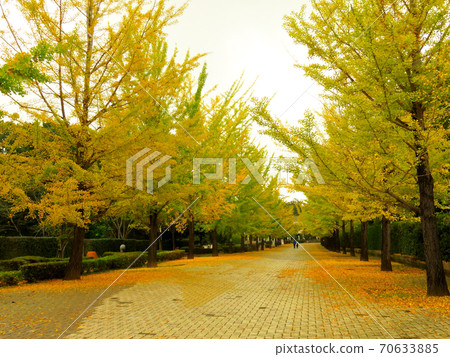 Muse Park Ginkgo Namiki 70633885
