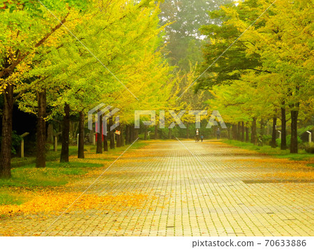 Muse Park Ginkgo Namiki Muse Park Ginkgo Namiki 70633886