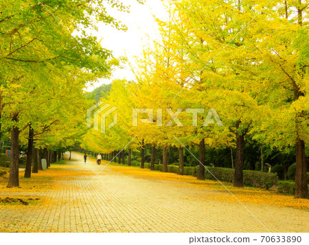 繆斯公園銀杏納米木 70633890