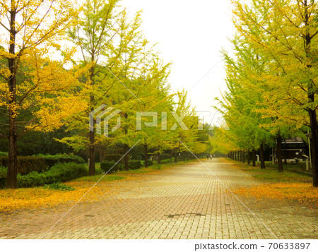 繆斯公園銀杏納米木 70633897
