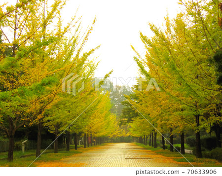 繆斯公園銀杏納米木 70633906