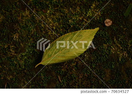 Fallen leaves Fallen leaves 70634527