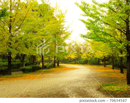 繆斯公園銀杏納米木 70634587