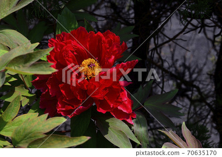 大阪府坂井市的花朵，深紅色牡丹@家庭花園 70635170