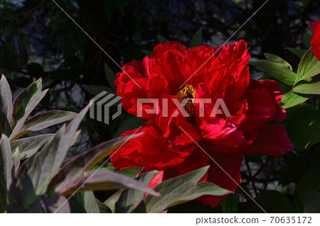 大阪府坂井市的花朵，深紅色牡丹@家庭花園 70635172