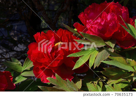 Flowers, crimson peony @ home garden, Sakai City, Osaka Prefecture 70635173