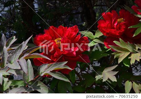 大阪府坂井市的花朵,深紅色牡丹@家庭花園 大阪府坂井市的花朵,深紅色牡丹@家庭花園 70635250
