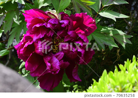 Flowers, dark red peony @ home garden, Sakai city, Osaka prefecture Flowers, dark red peony @ home garden, Sakai city, Osaka prefecture 70635258