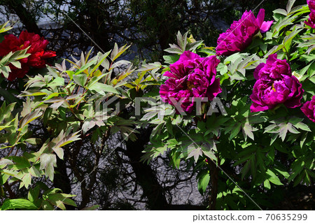 大阪府Sa市鮮花，深紅色和深紅色牡丹@家庭花園 70635299