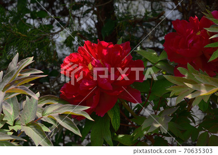 大阪府坂井市的花朵，深紅色牡丹@家庭花園 70635303
