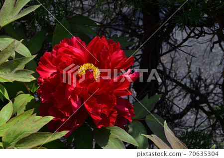 大阪府坂井市的花朵,深紅色牡丹@家庭花園 大阪府坂井市的花朵,深紅色牡丹@家庭花園 70635304