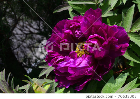 花，深紅色牡丹@大阪府Sa市家庭花園 70635305