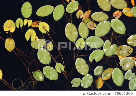 Wet plants Wet plants 70635309