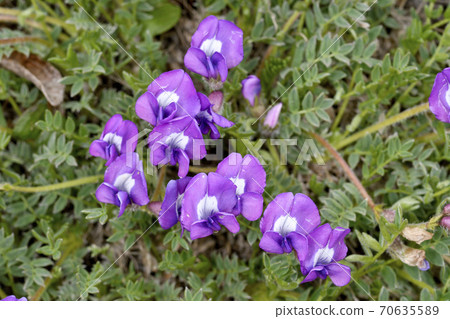 江戶山野豌豆(北海道大雪山) 江戶山野豌豆(北海道大雪山) 70635589