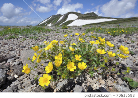 Potentilla matsumura and Mt. Hakuun (Daisetsuzan, Hokkaido) Potentilla matsumura and Mt. Hakuun (Daisetsuzan, Hokkaido) 70635598