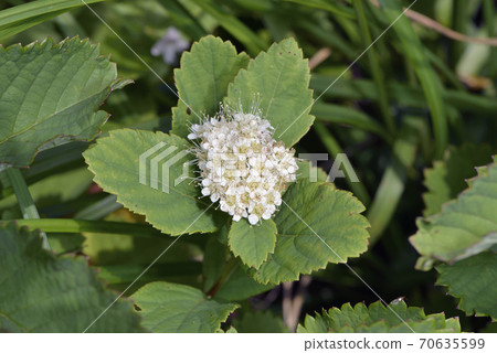 White Spirea (Shiretoko, Hokkaido) 70635599