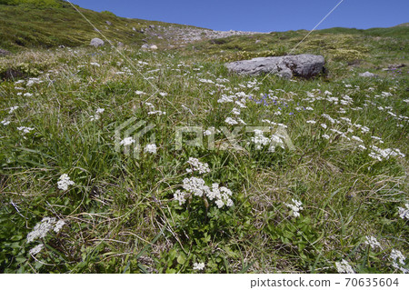 Hakusanboufu community (Daisetsuzan, Hokkaido) 70635604