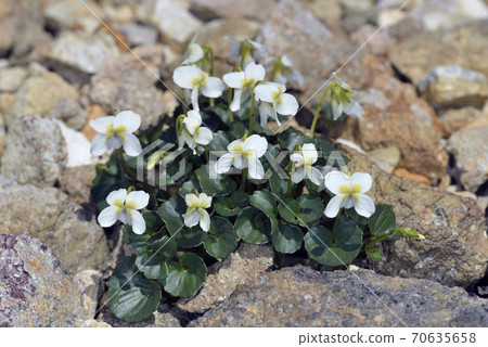 Viola kitamiana (Shiretoko, Hokkaido) 70635658