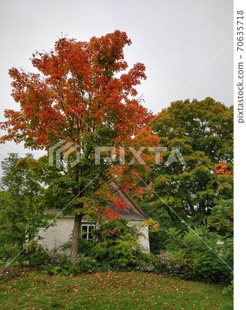Autumnal trees and a small house 70635718