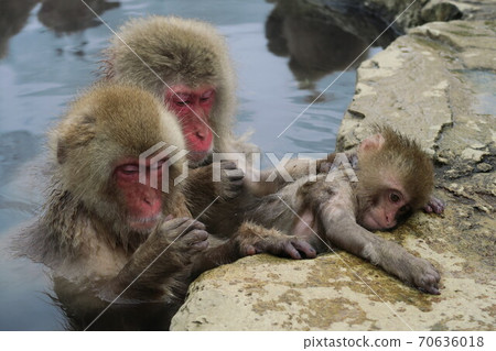 Grooming monkeys in Jigokudani Grooming monkeys in Jigokudani 70636018