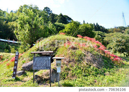 鶴ha甲峰墓地上盛開的希根花 70636106
