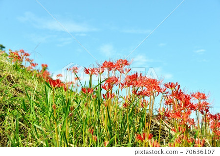 紅紅的花開在秋天的天空背景下的山丘上 紅紅的花開在秋天的天空背景下的山丘上 70636107